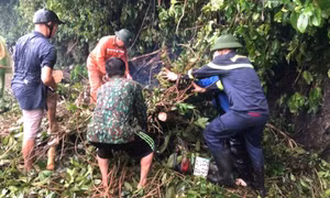 Cây gãy đổ đè trúng 2 cha con đi xe máy trên quốc lộ