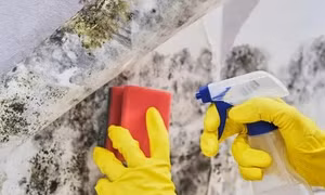 Mẹo của chuyên gia để xử lý nấm mốc do thời tiết ẩm ướt