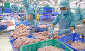 Xuất khẩu cá tra giá trị gia tăng sang Mỹ đạt gần 3 triệu USD