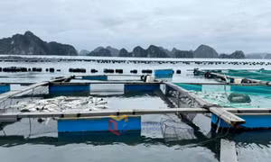 Cần chính sách chuyên biệt, đặc thù sau bão