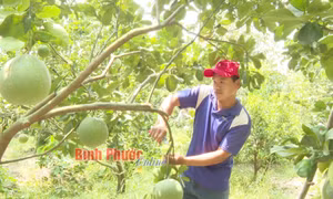 Triển vọng từ bưởi da xanh 