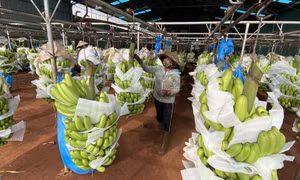 Xuất khẩu nhiều loại nông sản bứt phá cả về lượng và giá