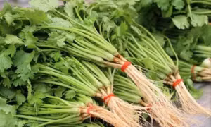 Bảo quản rau mùi đơn giản nhờ 3 mẹo vặt làm tại nhà