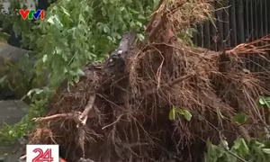Làm thế nào để khắc phục và chăm sóc cây đổ sau bão?
