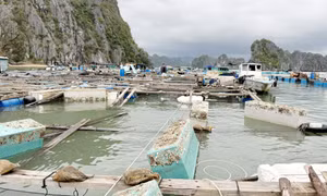 Triển khai thực hiện chính sách khoanh nợ cho khách hàng vay vốn bị thiệt hại do cơn bão số 3 tại các tổ chức tín dụng