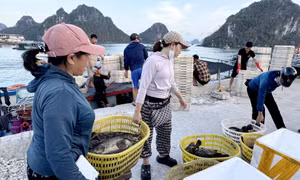 Vân Đồn: Nuôi trồng thủy sản từng bước phục hồi