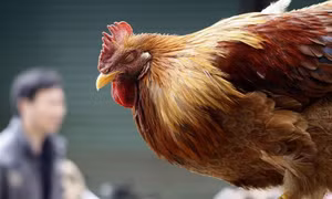 Mức độ nguy hiểm của cúm A(H5N1)