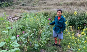 Xin hạt giống về trồng hàng nghìn cây thuốc phiện “làm thuốc”