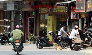 Ngăn chặn những nguy cơ từ chó thả rông