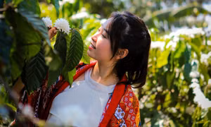Mê mẩn mùa hoa cà phê nở trắng trời, thơm nức ở Tây Nguyên