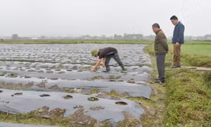 Đầm Hà: Phát triển vùng cây ăn quả tập trung