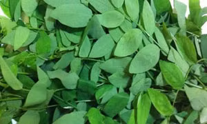 Ăn rau xanh hằng ngày góp phần giúp cải thiện thị lực