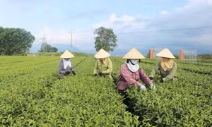 Để nông sản Quảng Ninh rộng đường xuất ngoại 