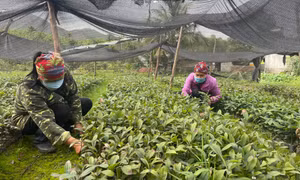 Phát triển lâm nghiệp bền vững