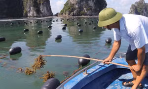 Triển vọng ở đảo Phất Cờ