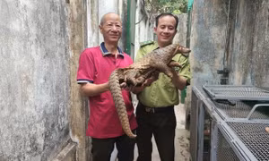 Tê tê quý hiếm trên mái nhà ở trung tâm TP HCM 