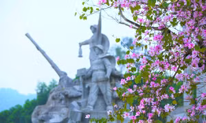Đẹp nao lòng con đường hoa ban ở chứng tích huyền thoại Truông Bồn
