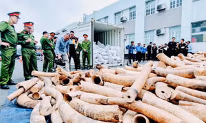 Phát hiện lô ngà voi lớn nhất từ trước tới nay nhập lậu qua cảng biển Hải Phòng