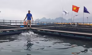 Chuyển đổi phao xốp sang phao nổi HDPE: Lan tỏa từ những người tiên phong