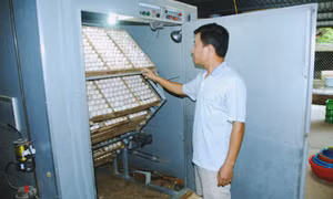 Đầm Hà: Tái cơ cấu ngành nông nghiệp theo hướng hiện đại