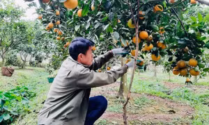 Thúc đẩy phong trào thanh niên lập nghiệp