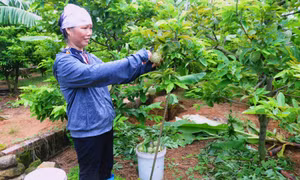 Giải pháp cho các vùng chuyên canh cây na