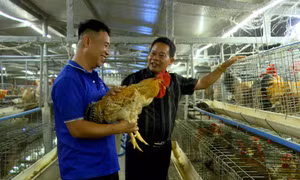 Đầm Hà: Kinh tế tập thể tiếp sức cho đồng bào dân tộc thiểu số