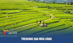 Trekking qua mùa vàng