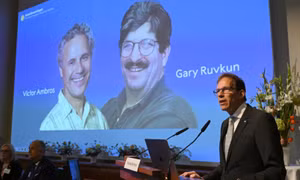 Nobel y sinh vinh danh nghiên cứu về điều hòa gene