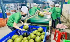 Thêm cơ hội cho trái cây Việt ra thế giới