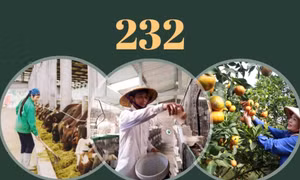 232 - là số trang trại đang hoạt động trên địa bàn tỉnh