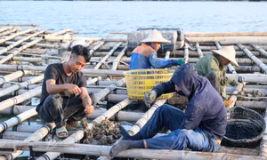 Quảng Yên đứng lên sau thảm họa Yagi