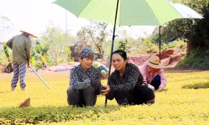 Chị Từ Thị Nguyệt và ước mơ làm giàu từ vườn ươm