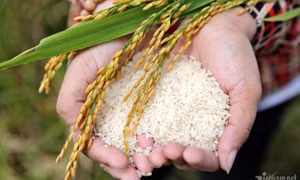 Ấn Độ ‘mở kho’ bán hàng, giá gạo Thái lao dốc, hàng Việt vững top đầu thế giới