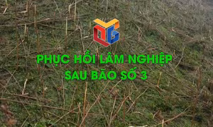 Phục hồi lâm nghiệp sau bão số 3