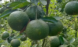 Vài nghìn đồng một kg cam sành