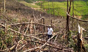 Ban hành quy định về thanh lý rừng trồng đối với diện tích rừng trồng bằng ngân sách Nhà nước