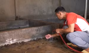 Thoát nghèo nhờ nuôi cua đồng trong bể xi măng