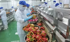 Để nông sản Việt tận dụng được ưu thế của Hiệp định RCEP