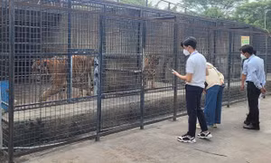 Người chăm sóc thú ở Vườn Xoài: 'Hổ lờ đờ rồi chết rất nhanh'