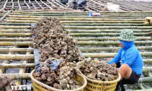 Hàn Quốc hỗ trợ 1 triệu USD giúp Việt Nam khắc phục hậu quả bão số 3