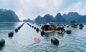 Vân Đồn: Giao mặt nước nuôi trồng để người dân yên tâm tái thiết sản xuất