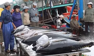 Lý do cá ngừ Việt Nam giảm khả năng cạnh tranh trên thị trường thế giới?