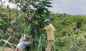Bảo vệ rừng sau bão số 3