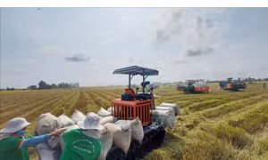 Xuất khẩu gạo Việt Nam giữ giá cao giữa cuộc cạnh tranh khu vực