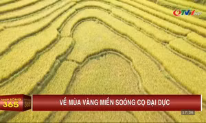 Về mùa vàng miền Soóng Cọ Đại Dực (Tiên Yên)