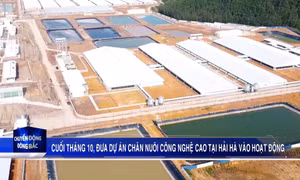 Dự án chăn nuôi công nghệ cao tại Hải Hà hoạt động từ cuối tháng 10