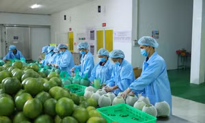 Bứt phá tỷ USD xuất khẩu rau quả