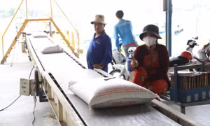 Trung Quốc đang giảm ăn gạo Việt Nam, kịch bản có lặp lại như năm 2018?