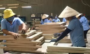 Tập trung phát triển lâm nghiệp bền vững